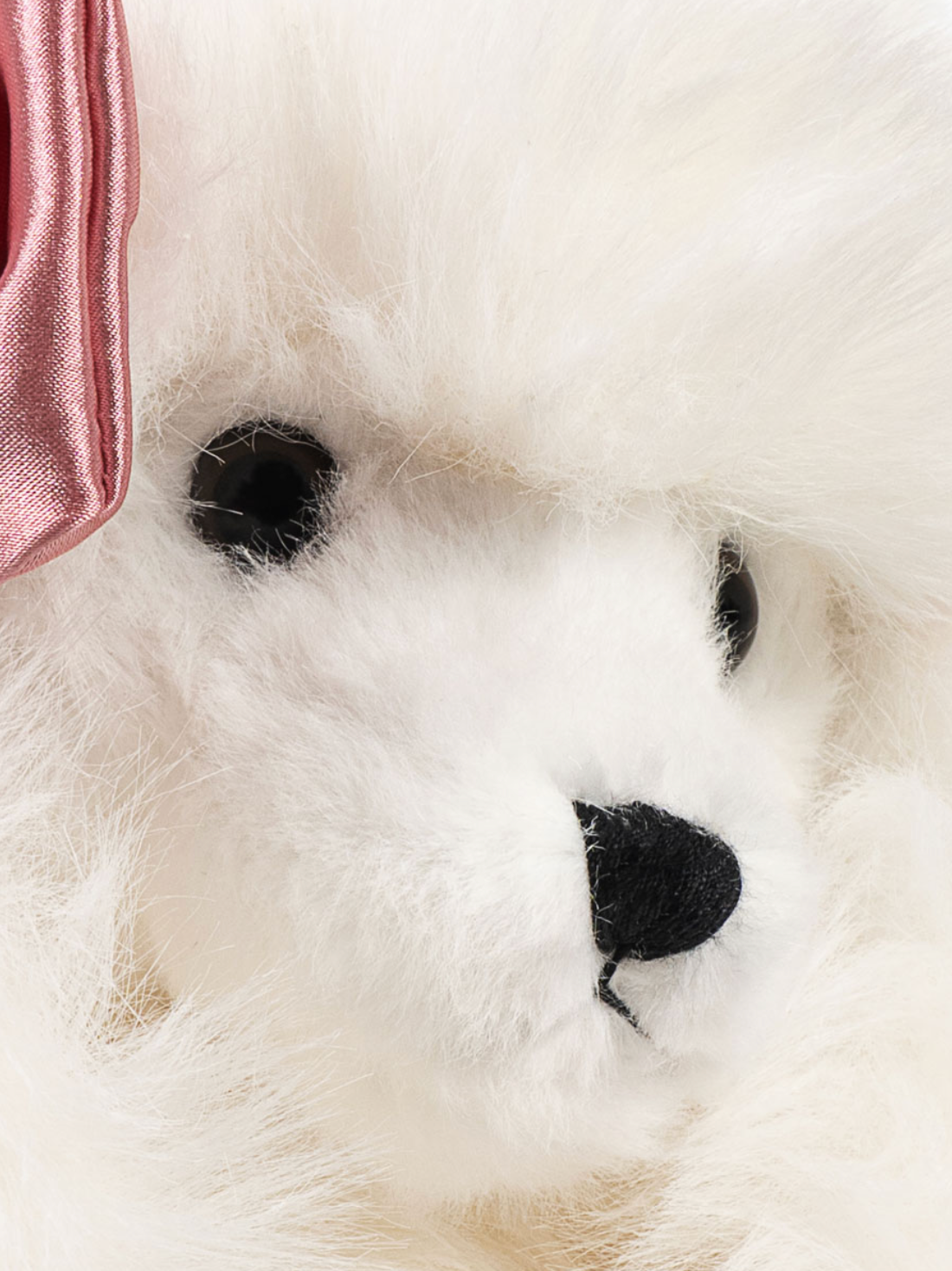 SPITZ PUPPY
