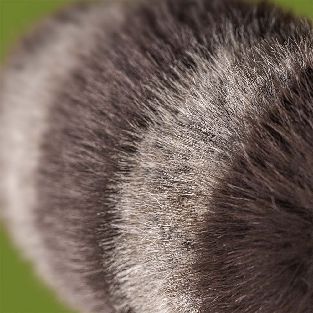 Close-up of Trixiwoo Raccoon's soft plush texture and playful features for kids.